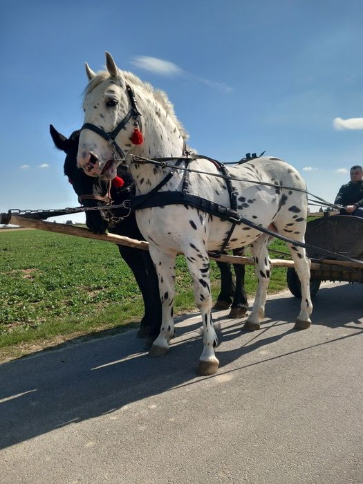 Ogier 3 letni spokojny