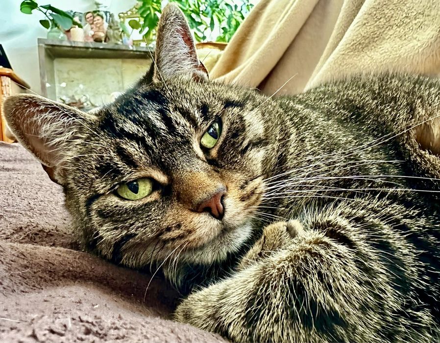 Domowy hotel dla kotów