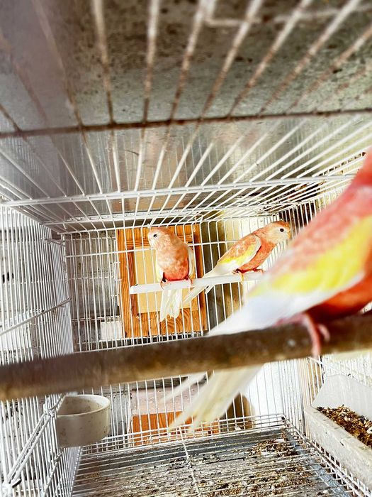 Bourkes de várias mutações