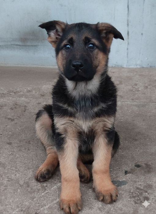 Продам цуценят німецької вівчарки