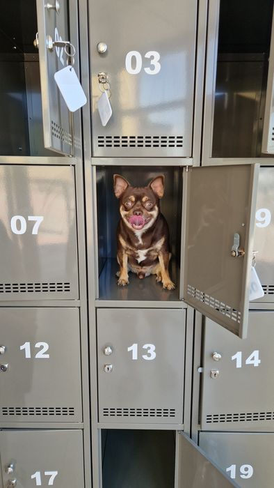 Чихуахуа   вязка