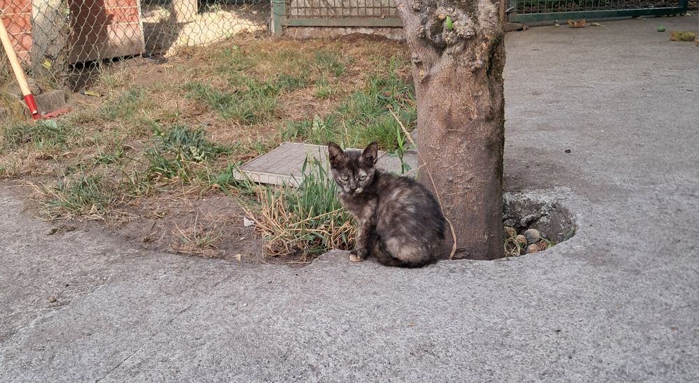 Gatinhos para adoção