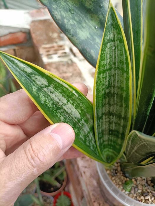 sansevieria Frank Nidz сансевіерія