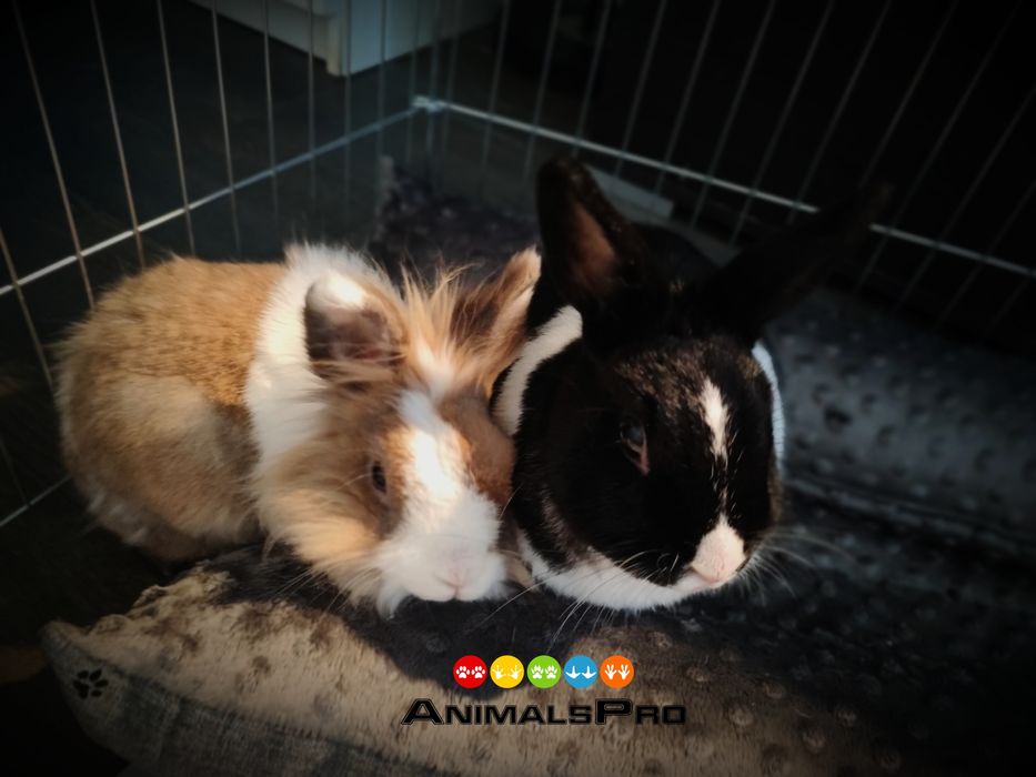 Hotel i opieka dla zwierząt, wyprowadzenie psów