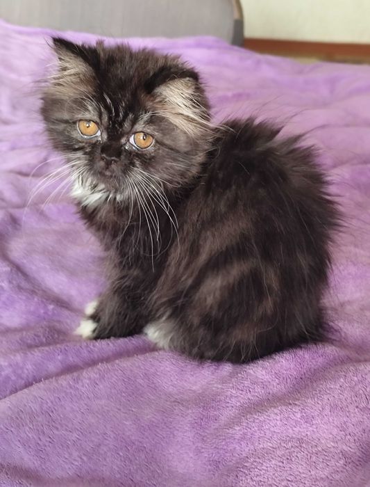 Лагідна дівчинка