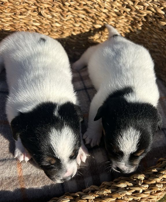 Jack russel qualidade