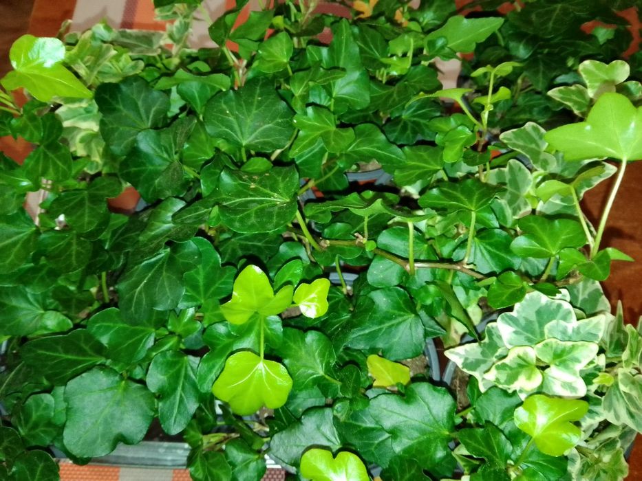 Спатифіліум Жіноче щастя, Хамедорея, Плющ