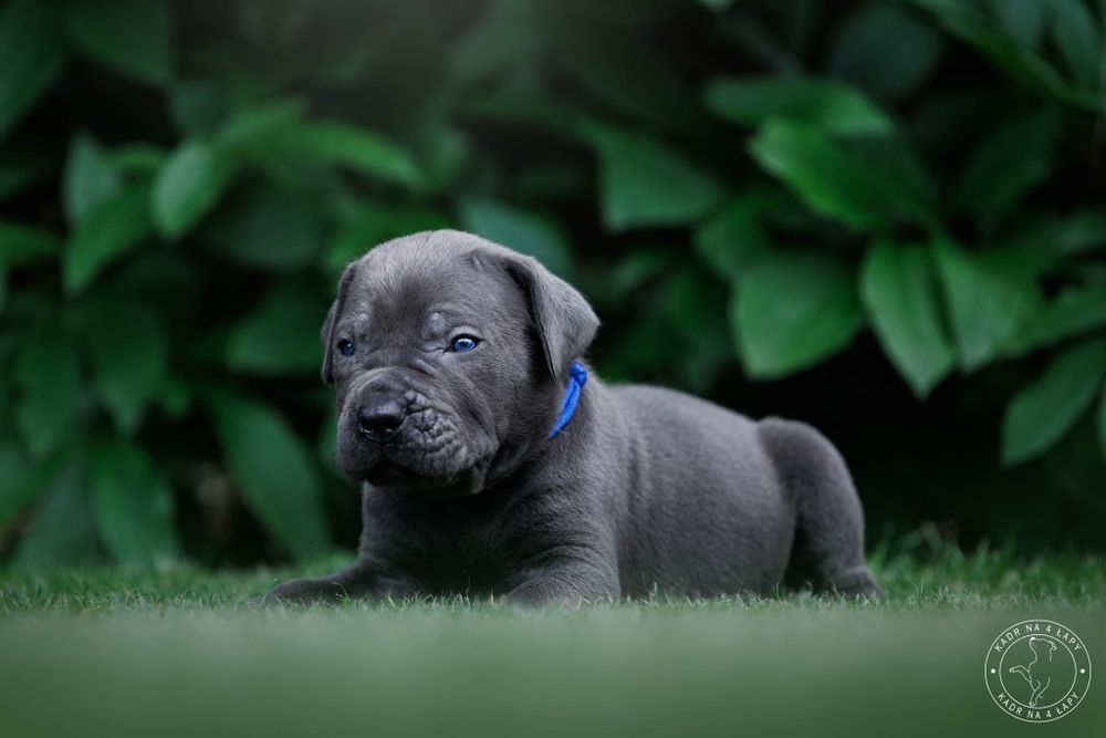 Cane corso szczenie