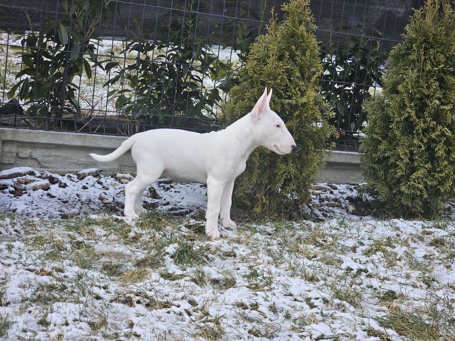 PREZES bulterier miniaturowy