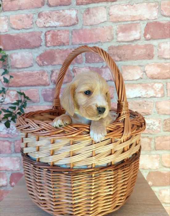 Szczeniak *Cocker spaniel x beagle* piesek