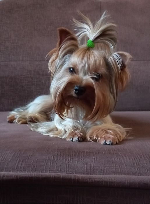 Мальчик йорк ищет заботливую семью!