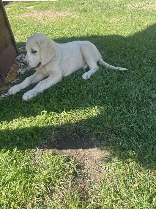 Labrador Retriever