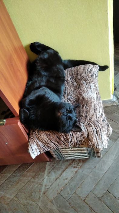 Котик чорний Бєня в добрі ручки