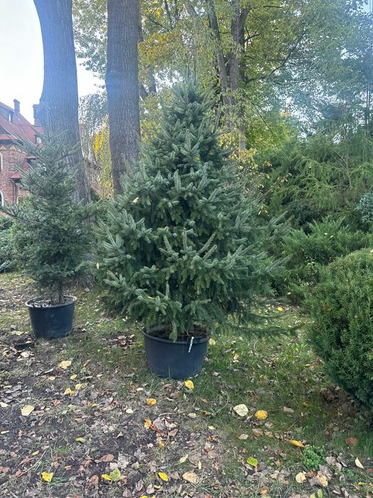 Świerk 3-5 m w donicy nasadzenia w miastach Sosnowiec