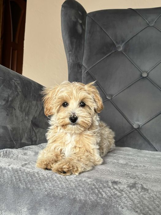 Suczka Maltipoo Apricot