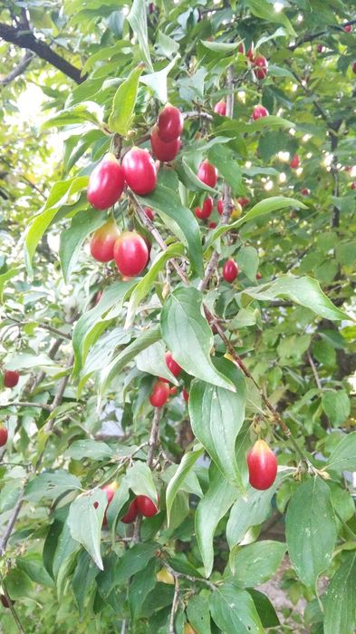 Саженцы плодовых деревьев и кустов