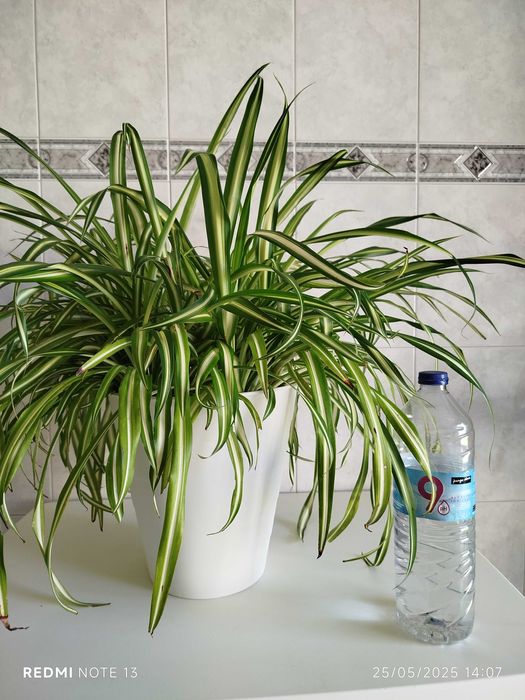 Vaso com planta Chlorophytum