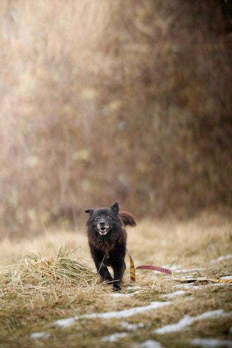 Loco - prawdziwy wulkan energii, młody pies do adopcji!