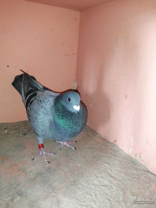 Pombos correios 2021/2022