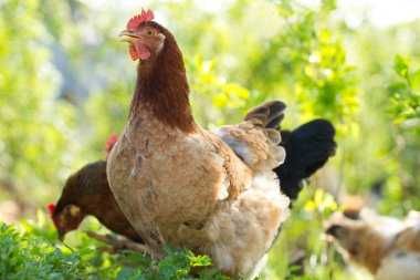 Інкубаційні  яйця  ГОЛОШИЙКА