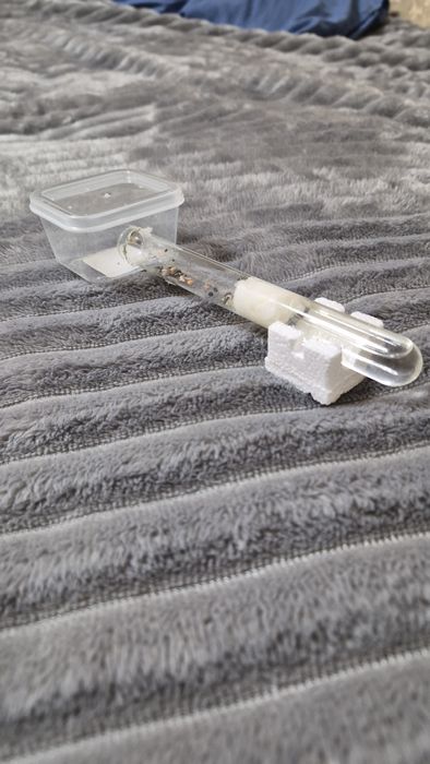 Мурахи Messor struktor/ чи просто інкубатор з ареною без мурах