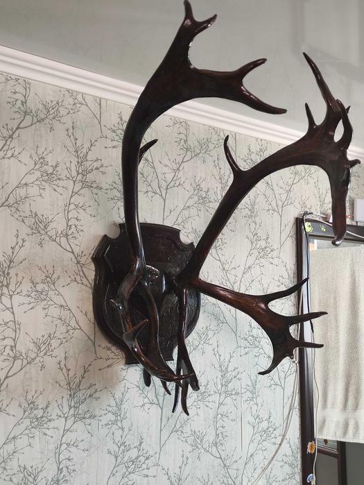 Продам красивые рога оленя