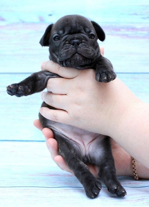 Малишка  французька '