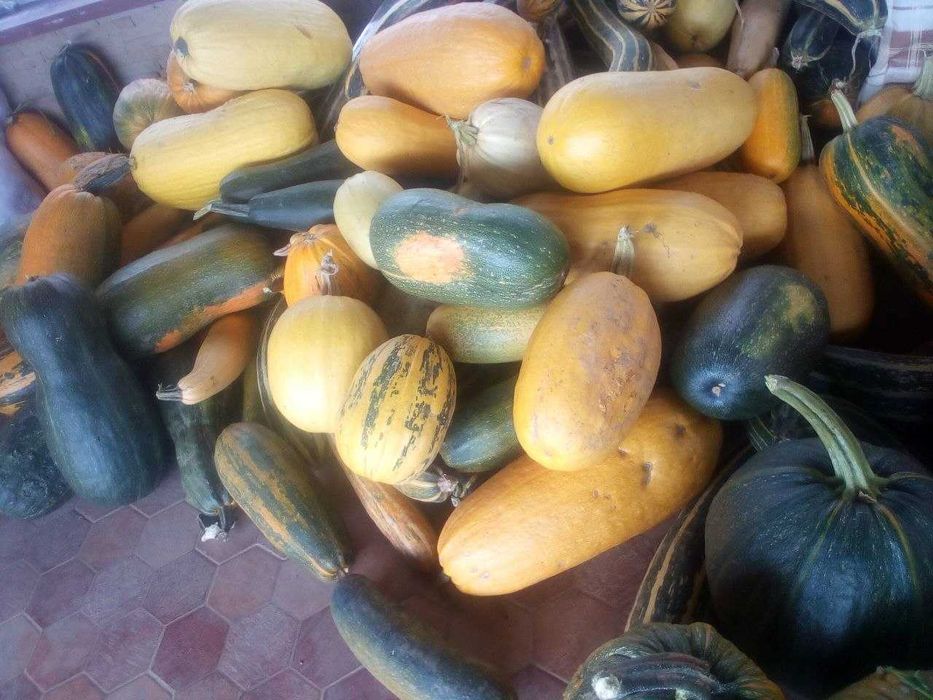 Продається кормова диня