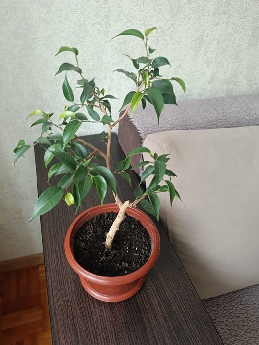 Продам вазони фікуси.