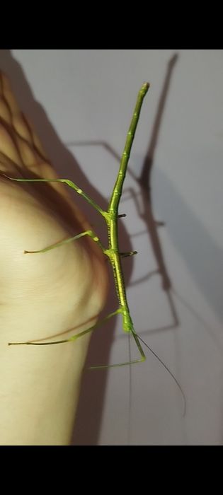 lonchodiodes sp. “ilocos” Паличник богомол