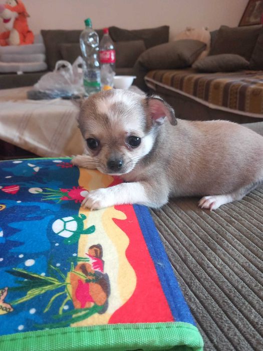 Szczeniaczek chihuahua