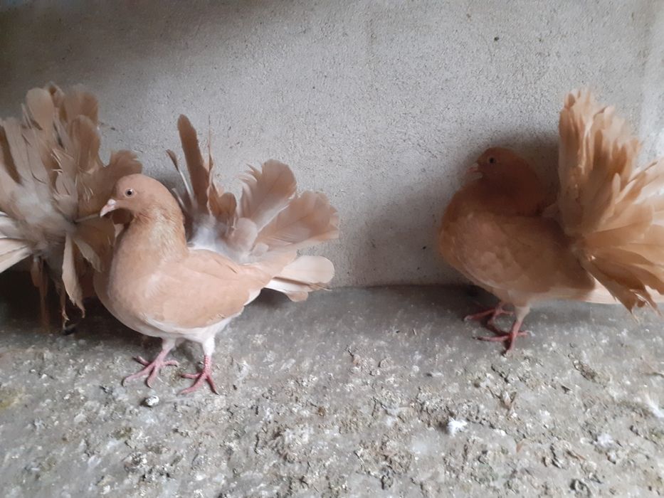 Sprzedam pawie żółte