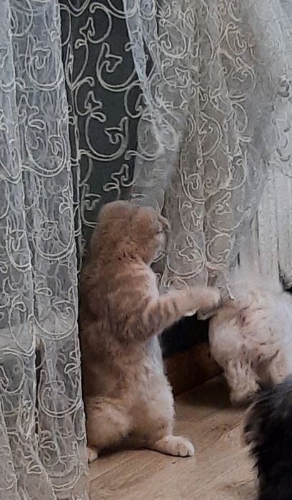 Продаётся мальчик