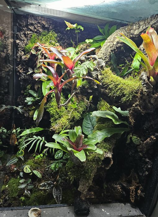 Młody gekon orzęsiony