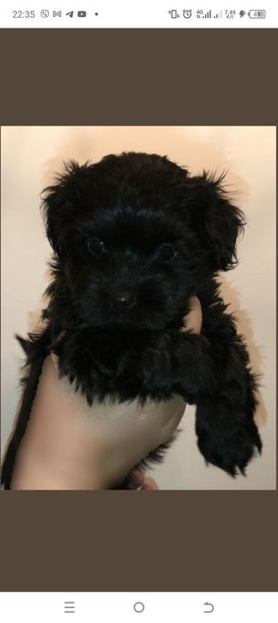 Краса! Принци та принцеси ночі