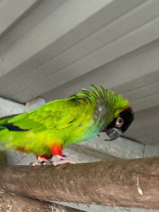 Aratinga Nanday Cabeça Preta Macho