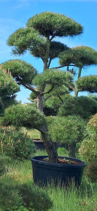 bonsai - Artykuy ogrodowe w dobrej cenie