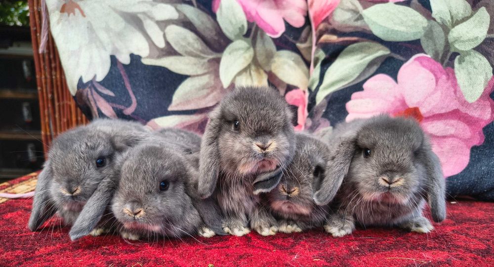 Karzełek baranek perłowy samiec samiczka mini lop