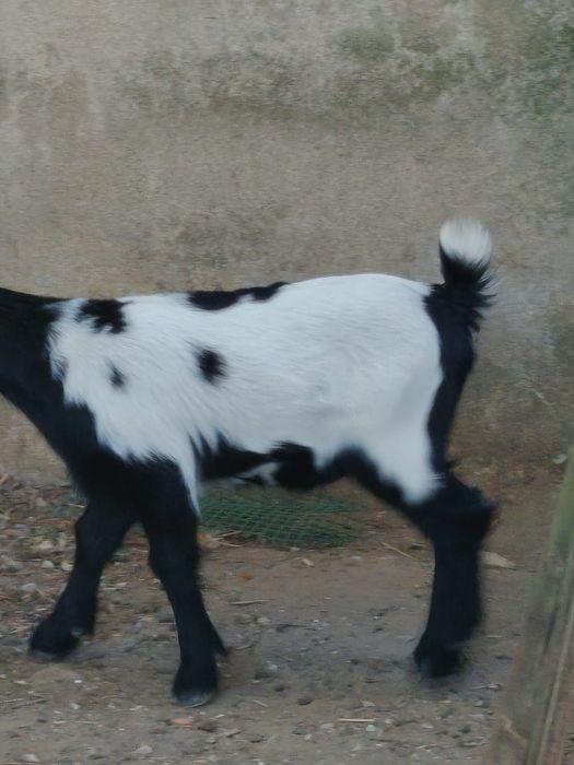 Cabrito com 1 mês