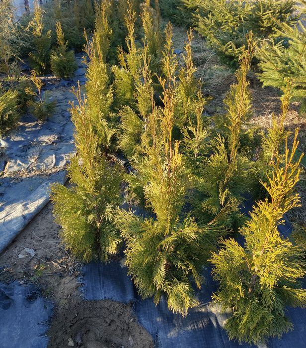 Tuja szmaragd kopana z gruntu