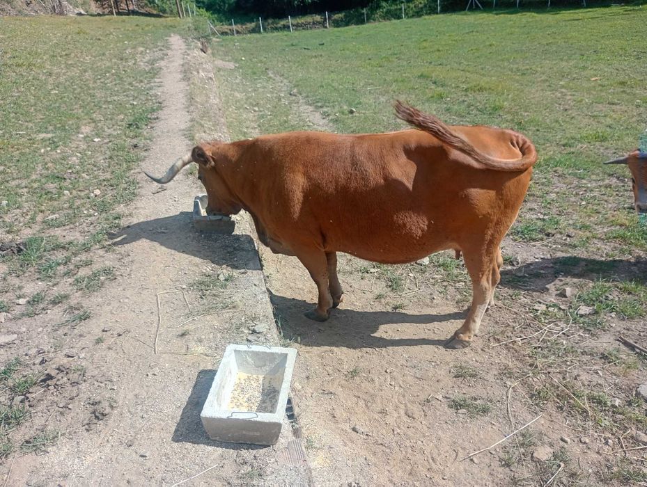 Vaca arouquesa registada