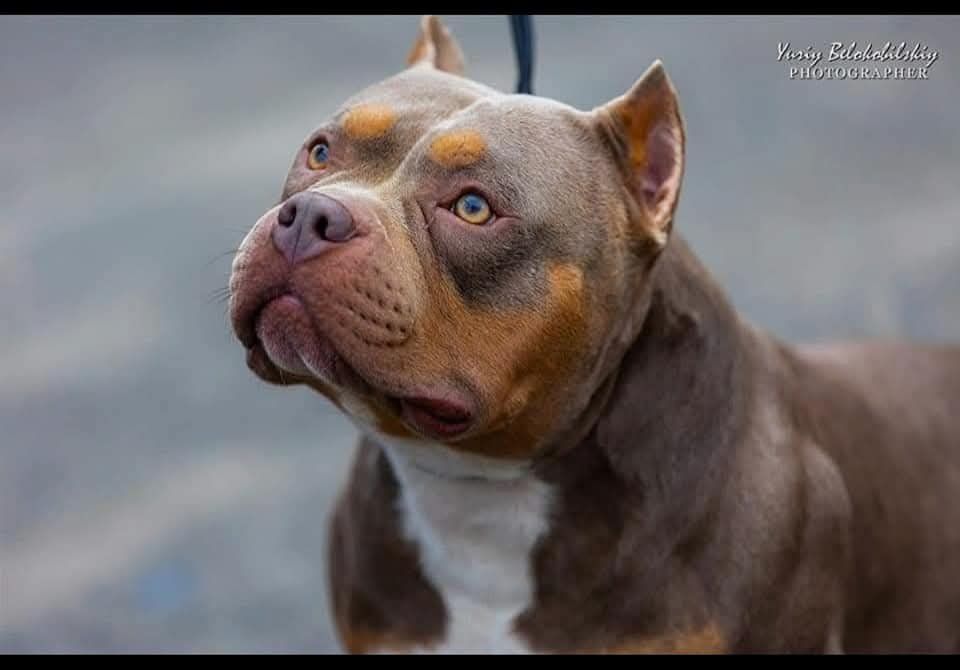 Щенки American Bully Pocket — перспективные малыши от красивой пары