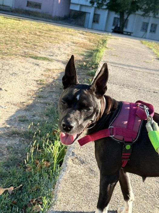 Cadela super dócil com 4 anos