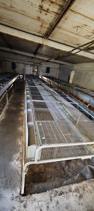 Jaulas para criação de coelhos usadas preço unitário