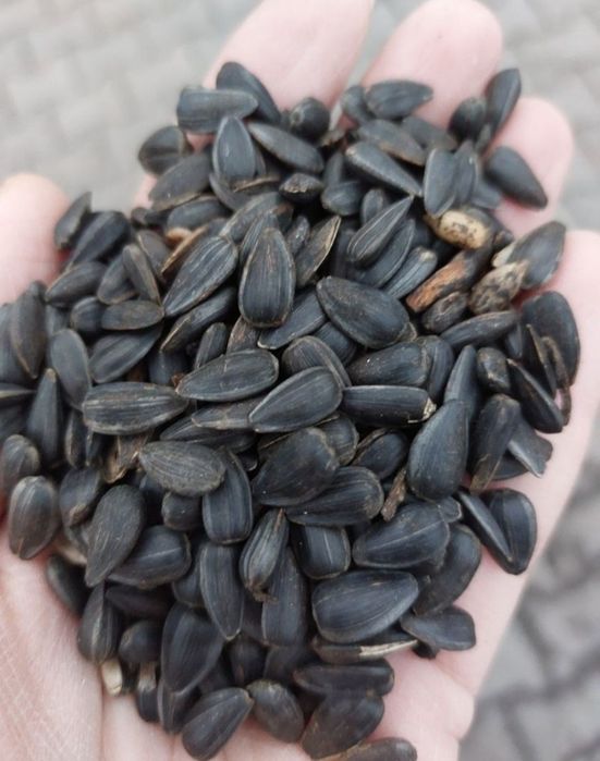 Słonecznik czarny Danimo 25 kg. Pokarm dla ptaków dzikich, do karmnika