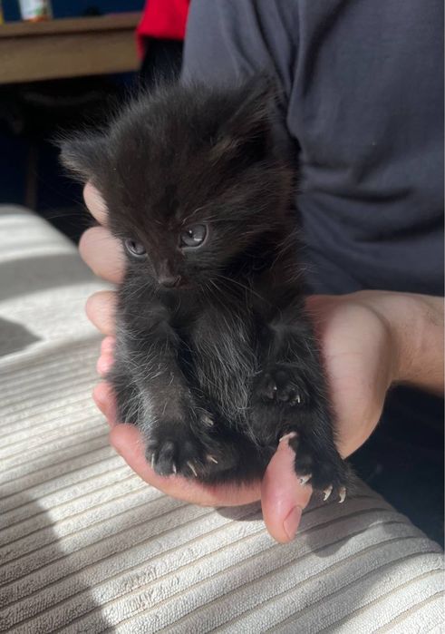 Кошенятя. Котята. Безкоштовно. Харків. Солоницівка
