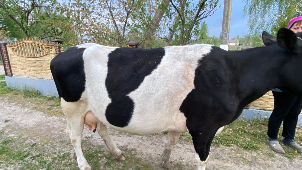 Продається корова