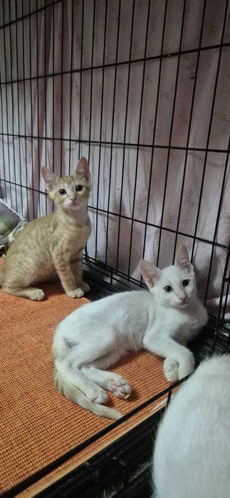 Gatos bebés para adoção consciente