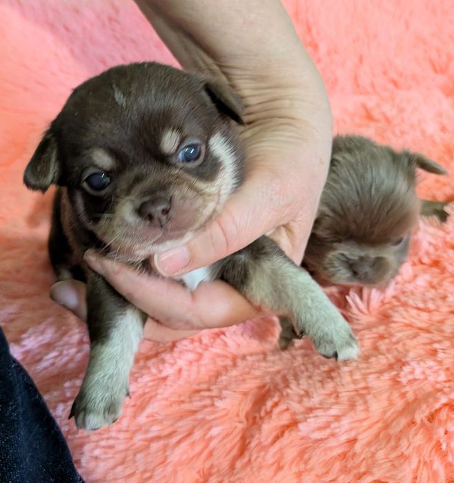 Chihuahua czekoladowa FCI