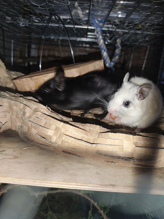 Koszatniczki różne kolory sprzedam